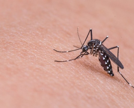 Adulticidna dezinsekcija komaraca u Kalima - 27. na 28. srpnja