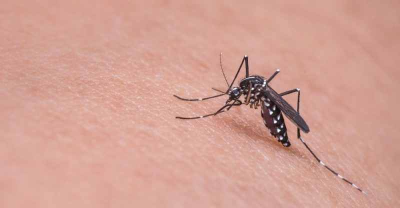 Adulticidna dezinsekcija komaraca u Kalima - 27. na 28. srpnja